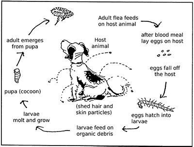 Mt. Zion Animal Clinic & Boarding | Flea and Tick Control