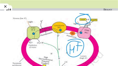 Chemiosmotic Hypothesis | NCERT | Class 11th | NEET | Biogrades - YouTube