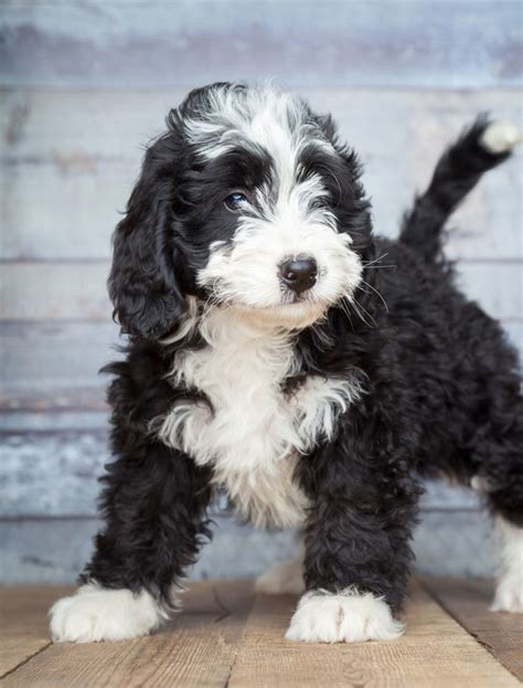 77+ Bernese Mountain Dog Poodle Mini Pic - Bleumoonproductions