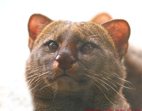 Jaguarundi cats: Habitat destruction and fur trade driving wildcat ...