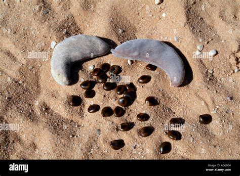 Seeds and pods of the Camelthorn Tree. Acacia erioloba. South Africa ...