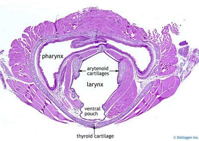 Larynx Histology