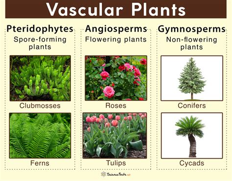 Vascular Plants – Definition, Characteristics, Examples, & Diagram