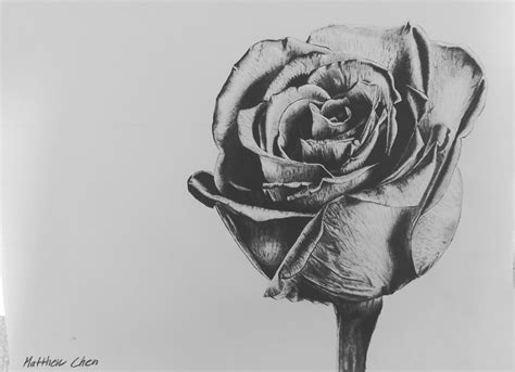 Sketch of Rose with 2 shading pencils and printing paper : r/drawing