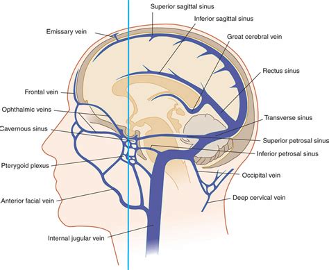 Venous Drainage Of The Brain Blood Supply Of Central Nervous System ...