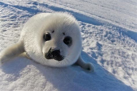 Harp Seal Pup, Close Up, Iles De La Photograph by Keren Su