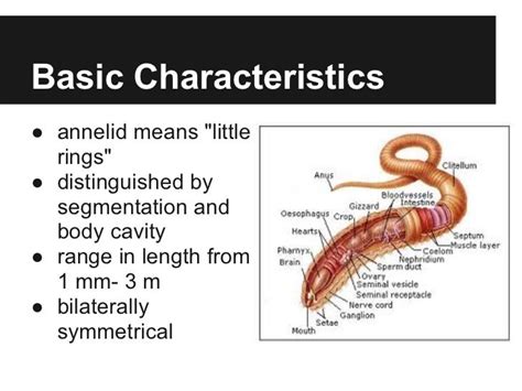 Phylum Annelida