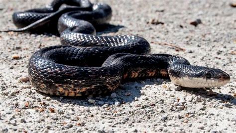 Kansas Herpetofaunal Atlas