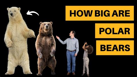 How Big Are Polar Bears? [Size Comparison] - YouTube