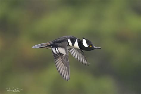 Hooded Merganser (male) in flight | Backcountry Gallery Photography Forums