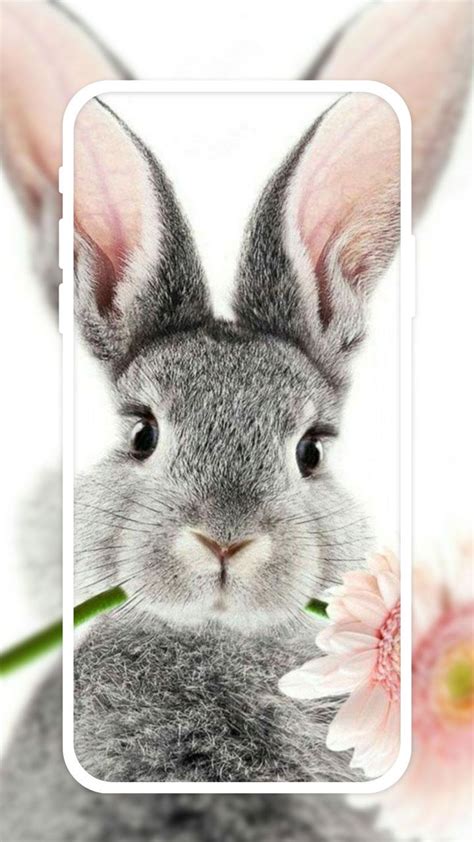 Cute Bunny Live Wallpapers HD APK for Android Download