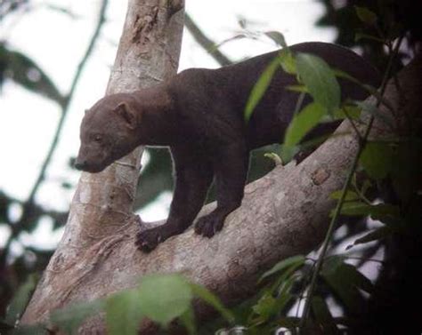 The Tayra (mammal)