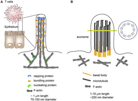 | Morphologies and internal structures of microvilli, filopodia, and ...