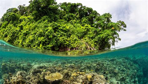 Mangroves offer coral reefs a refuge from stress - Futurity