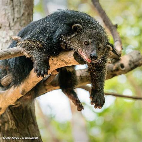 Save The Binturong From Habitat Loss! Deforestation and agriculture are ...