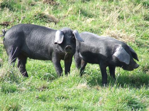 Large Black Pigs © Keith Evans cc-by-sa/2.0 :: Geograph Britain and Ireland