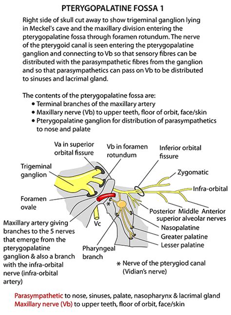 Instant Anatomy - Head and Neck - Areas/Organs - Pterygopalatine fossa ...