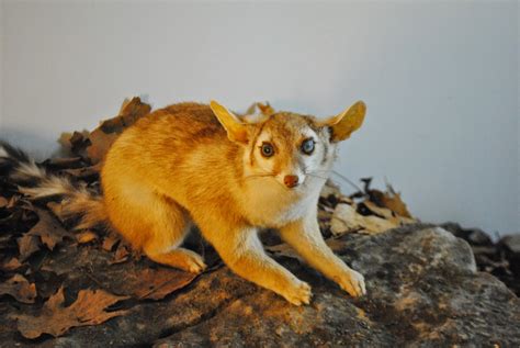 The Carpetbagger: Mammoth Cave Wildlife Museum