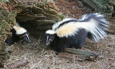 Skunk - Wikipedia