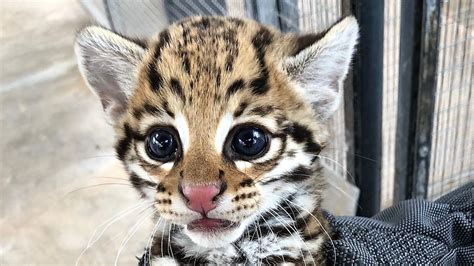 Cincinnati Zoo scientist, artificial insemination to thank for ocelot ...