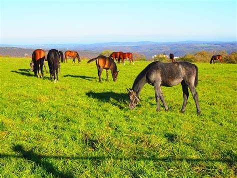 Horses Pasture Land - Free photo on Pixabay - Pixabay