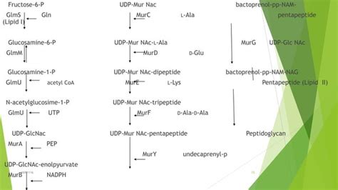 Biosynthesis of peptidoglycan