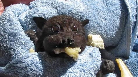 what do fruit bats eat - Google Search in 2020 | Baby bats, Cute bat ...