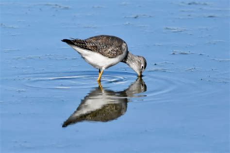 Greater Yellowlegs Sandpiper