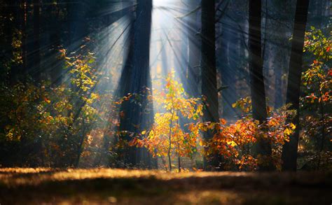 How to do Breathtaking Forest Photography - Phowd