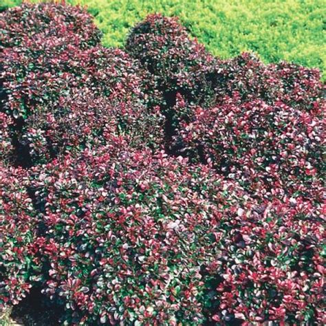 Dwarf Red Barberry 'Bagatelle' (Berberis thunbergii) - MyGardenLife