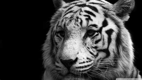 🔥 [40+] Black and White Tiger Wallpapers | WallpaperSafari