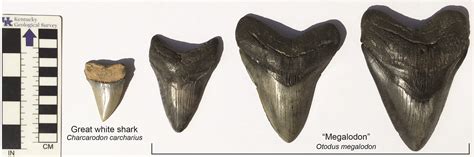 Megalodon Size Comparison Tooth