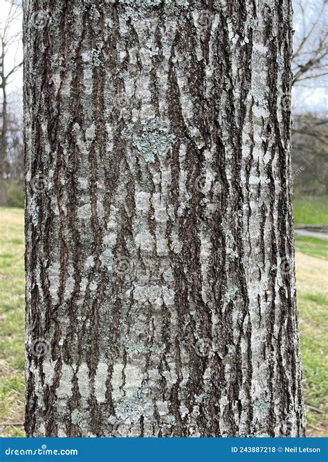 Tree Identification. Bark. Northern Red Oak. Quercus Rubra Stock Photo ...