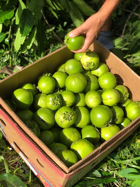 Black Sapote - Buy Black Sapote online from Miami Fruit