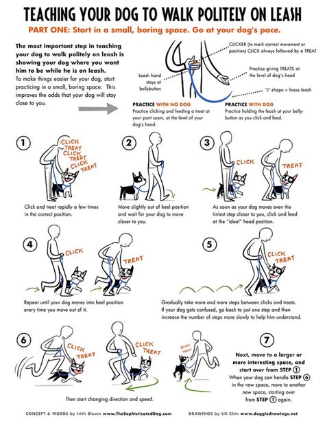 How to Train a Dog to Walk on a Leash - K9aggression.com