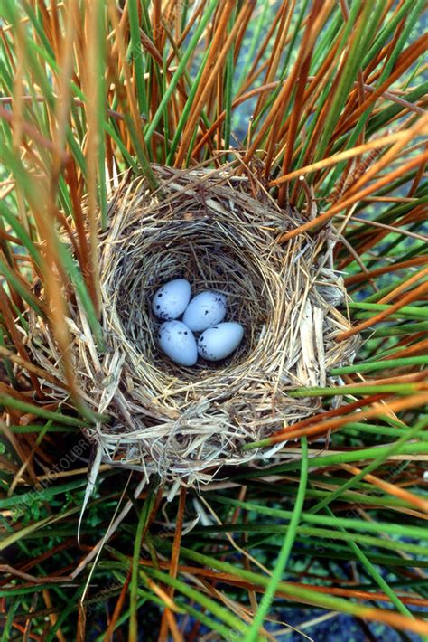 Red-winged Blackbird Nest - Stock Image - Z892/0306 - Science Photo Library