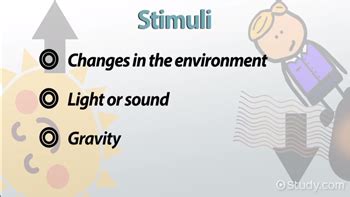 Stimulus Overview, Types & Examples - Lesson | Study.com