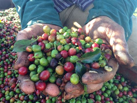 Harvesting Coffee: How To Pick The Freshest Bean – Better Coffee At Home