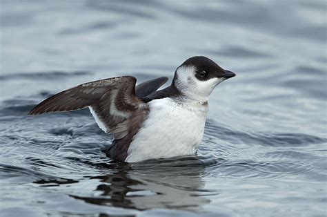 Little Auk | Bird Identification Guide | Bird Spot