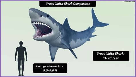 Great White Shark Size: How Big Are They Compared To Other?