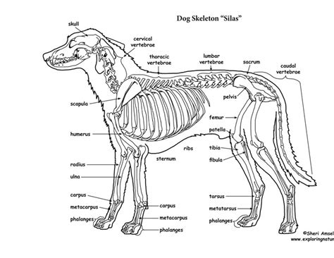 Dog Skeleton Anatomy