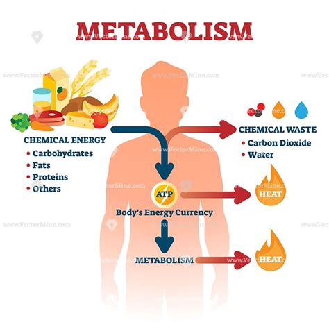 What Is the Term Used to Describe Muscle Metabolism Waste ...