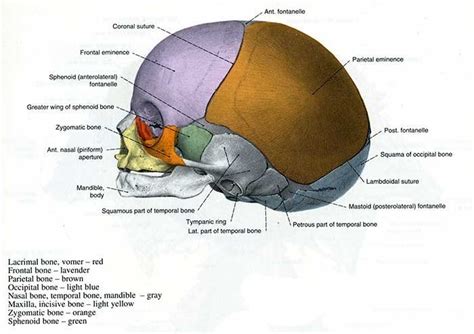 Understanding Cranial Osteopathy for Babies | Fulham Osteopaths