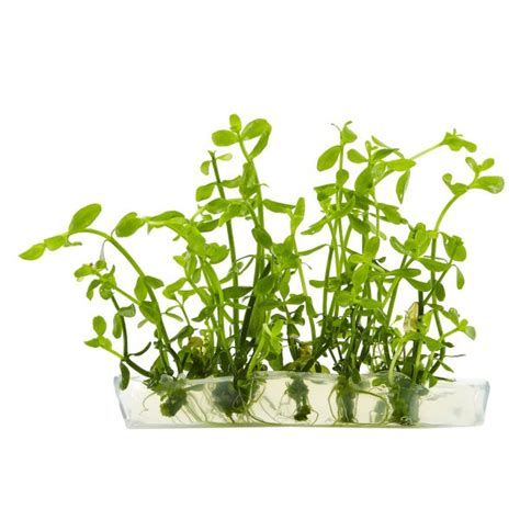 Bacopa Monnieri Aquarium Plant | Add to Your Aquarium