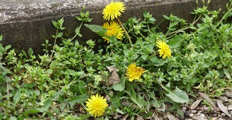 10 Common Weeds and How to Control Them