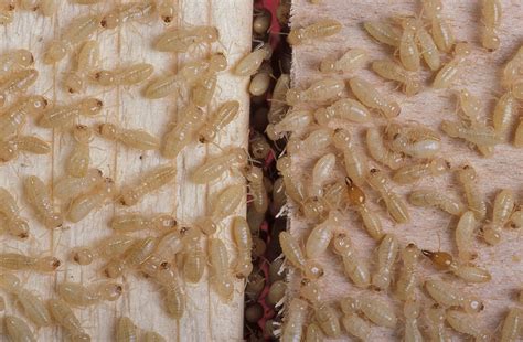 All about termites | Welcome Wildlife