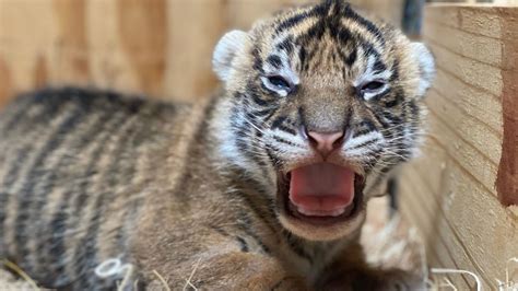 Memphis Zoo welcomes two new Sumatran tigers cubs | localmemphis.com