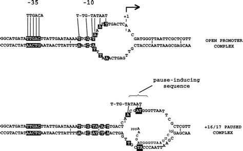 Function of E. coli RNA Polymerase σ Factor- σ70 in Promoter-Proximal ...