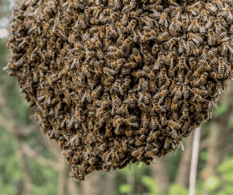 How To Capture A Bee Swarm: A Step By Step Guide.