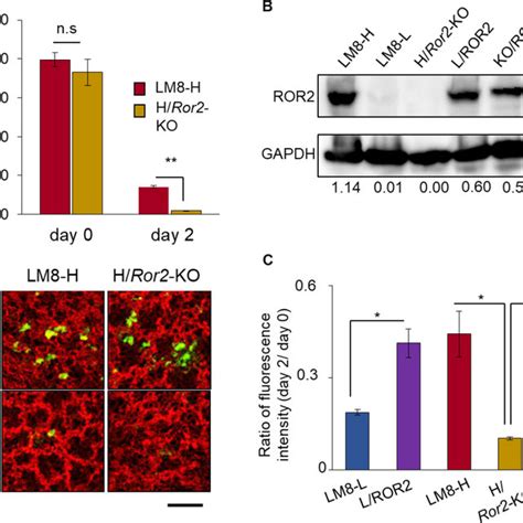 ROR2 regulated lung metastasis of LM8. A: gene set enrichment analysis ...